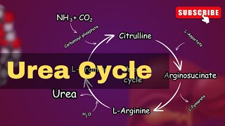 Urea cycle Explained Urea cycle biochemistry  conversion of Ammonia into Urea [upl. by Naujal771]