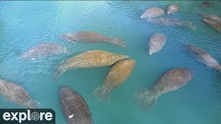 Homosassa Springs Above Water Manatees powered by EXPLOREorg [upl. by Alexis]