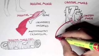 Myology  Introduction Skeletal Cardiac Smooth Muscles [upl. by Gnohc]