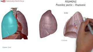 POUMONS  Première partie  Anatomie [upl. by Yeruoc]