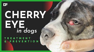 Cherry Eye In Dogs Causes Clinic Signs and Treatment [upl. by Rubin837]