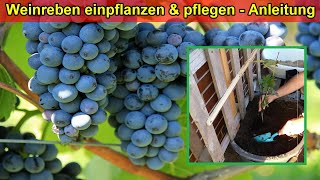 Weinrebe im Kübel auf Balkon pflanzen amp pflegen  Standort Gießen DüngenSubstrat Überwintern [upl. by Aitropal]