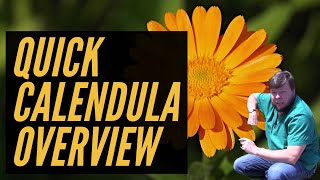 Calendula  2 Minute Overview [upl. by Flann]