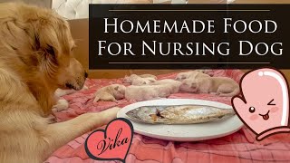 Feeding a Nursing Golden retriever Dog Cooked Fish momdog [upl. by Isma450]