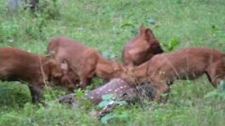 Indian Wildlife  Wild Dogs [upl. by Ehcnalb]