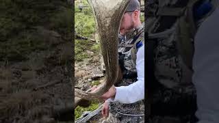 MONSTER PALMATED ELK SHED buckstormsd [upl. by Michi]