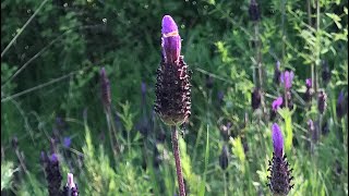 KARABAŞOTU Lavandula stoechas faydaları [upl. by Ciprian875]