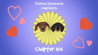 Starbox Dachshunds Compilation Chapter 155 [upl. by Aes]