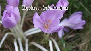 1 minuut natuur Colchicum of herfststijlloos  autumn crocus  colchique dautomne  Herbstzeitlose [upl. by Aihsar]