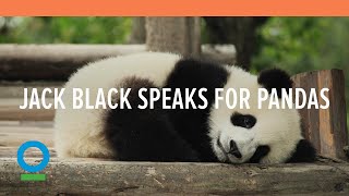 Jack Black Speaks for Pandas  Conservation International CI [upl. by Rockwell]