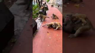 quotUnbelievable Monkey Moments 😱🐒 Watch These Crazy Monkeys Go Wildquot [upl. by Accebber]