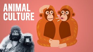 🎓 Robert Sapolsky on Culture in Primates 🙉 [upl. by Rik]