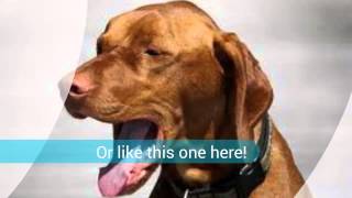 Kennel cough symptoms  How To Get Rid Of Kennel Cough Symptoms [upl. by Ymmac510]