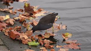 Moorhen turning over fallen leaves [upl. by Kosaka27]