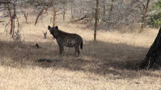 awesome wildlife in Selous [upl. by Eelyam253]