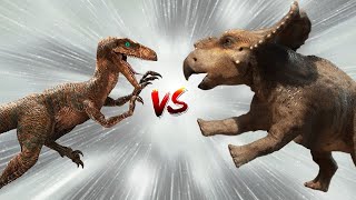 Protoceratops vs Velociraptor  Dinosaur Battle [upl. by Notslar21]