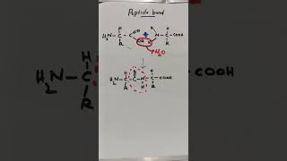 Peptide bond peptides peptide aminoacidmetabolism proteinmetabolism biochemistry shortsvideo [upl. by Vachill902]