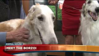 Meet the Borzoi [upl. by Hplodur]