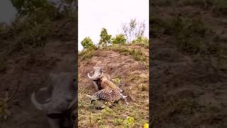 leopard vs Warthog  cheetah and boar animals shorts wildlife [upl. by Yartnoed324]