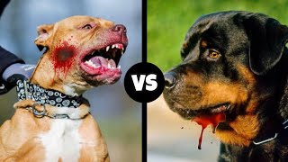 PITBULL VS ROTTWEILER  Which is More Powerful [upl. by Yobybab]