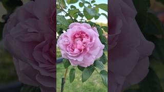 MARY ROSE ROSA rosegarden mawar [upl. by Artaed671]