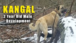 MALE KANGAL  2 YEAR GROWTH  TURKISH KANGAL DOGS [upl. by Schreib]