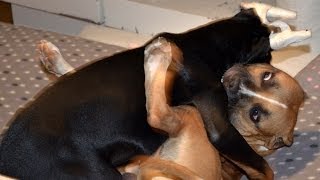 Doberman vs Pitbull Full Fight in HD 1080p Dog Fight [upl. by Zsolway]