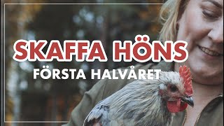 SKAFFA HÖNS  Första halvåret med kycklingar och höns  La Linda [upl. by Jacobo]