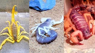 What Colors do Scorpions have [upl. by Constancia193]