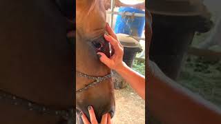 Why this horse is crying soo much reelsvideo shorts [upl. by Gaile]