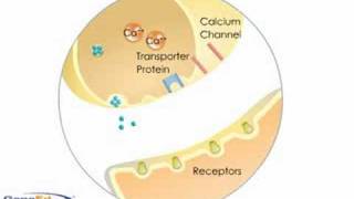 Neurotransmitter Criteria [upl. by Hathaway443]