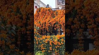 Orange Trumpet 2024🧡🌿  Winter Garden 2024  Garden Decoration ideas gardening decoration flowers [upl. by Calendre851]