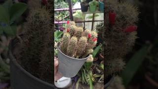 Mammillaria prolifera cactus  Nursery Garden Series Ep  10  cactus [upl. by Reinert763]