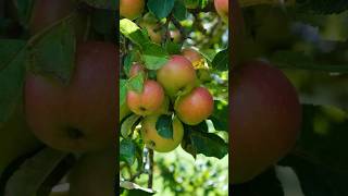 Ontarios McIntosh Apples DYK [upl. by Attenrad96]