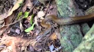 Culebra de Jardín Magliophis exiguum  Puerto Rican Garden Snake [upl. by Mitchell]