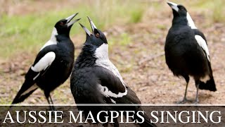 Australian Magpies Singing Collection Complex Calls amp Vocalisations [upl. by Danaher]