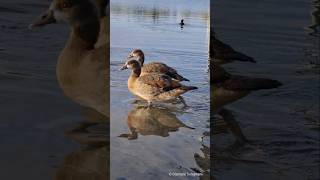 Egyptian goose mother calls chicks  Nilgans Mutter ruft Küken Vogelstangsee  Mannheim [upl. by Eugenides436]