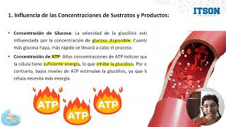 Regulación del Metabolismo de los carbohidratos [upl. by Gitel]