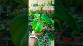 Philodendron brasil plant easy propagation with zero cost trending propagation shorts [upl. by Eidarb959]