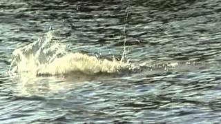 Greatest Muskie Video Ever quotClose Encounters of the Right Kindquot [upl. by Rebmeced251]