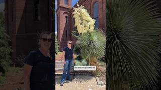 Horticulturist highlights Yucca rostrata🌱 Yucca Horticulture BotanicalGarden [upl. by Sone]