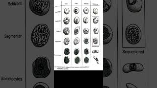 🔥The microscopic images of blood samples containing different plasmodium species🎯 parasitology msc [upl. by Aneris]