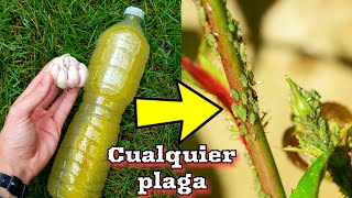 APLICA este INSECTICIDA CASERO para que tus PLANTAS nunca más vuelvan a tener plagas De AJO [upl. by Nosde]