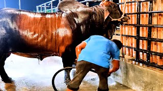 Sahiwal bull from Brownies Ranch getting showered [upl. by Aidnahs824]