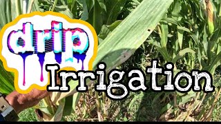 DRIP IRRIGATED CORN ABOUT TO BE HARVESTED [upl. by Tak]