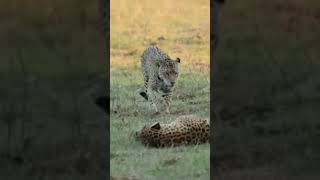 Momento raro casal de onças troca carinhos e dorme de conchinha no Pantanal de MS onçapintada [upl. by Mialliw]