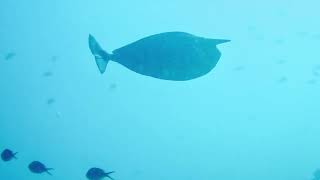 scubadiving Best of komodo Odd Shaped teleostbony fish Drift Dive Land Gabriella9797 tg6 [upl. by Ona]