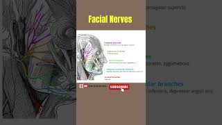 Facial Nerves  Nerves of Face facialnerves nerve anatomy facialanatomy alliedhealthsciences [upl. by Levins]