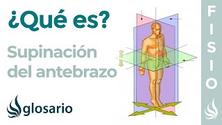 SUPINACIÓN  Qué es qué parte del cuerpo realiza este movimiento y cómo se produce [upl. by O'Dell]