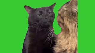 Cat Zoning Out Meme  Green Screen Template Free Download [upl. by Hinze]